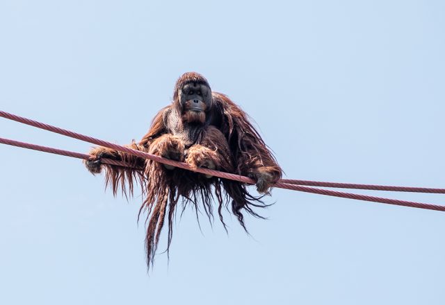 Orangutan on the O-Line