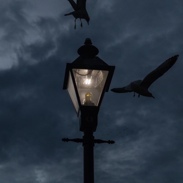 Seagulls in Motion