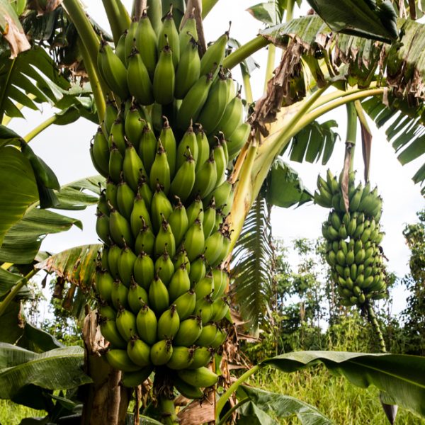 Counter Culture Organic Farm – Hale’iwa, O’ahu, Hawai’i