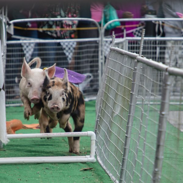 “The Squeakness” Pig Race
