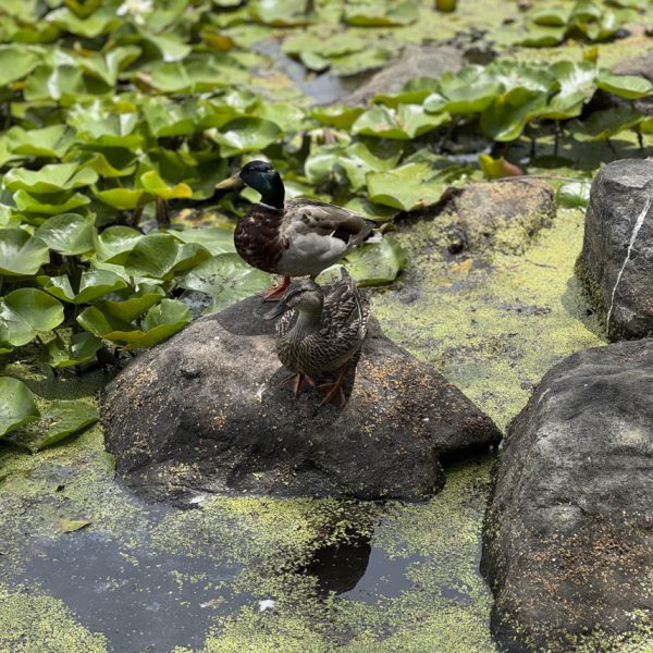 Mallards at Patterson Park