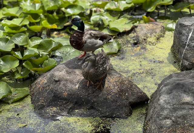 Mallards at Patterson Park