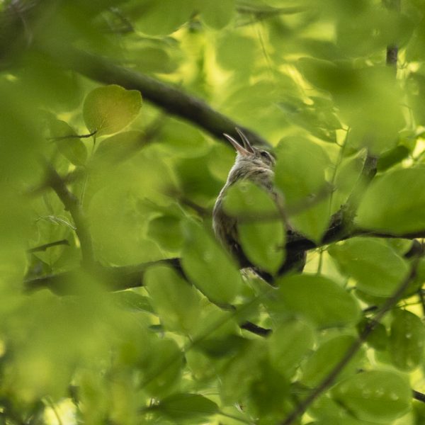 Birds of Summer in Roland Park