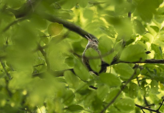 Birds of Summer in Roland Park